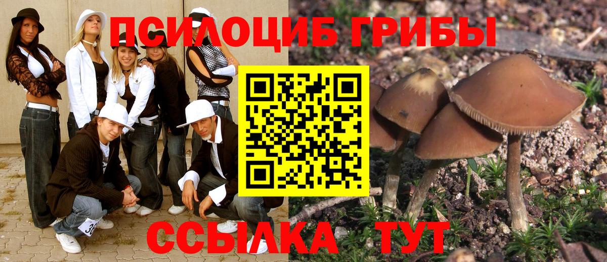 Псилоцибиновые грибы Cubensis Маркс